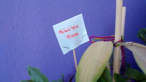 IMG_20150711_101819276